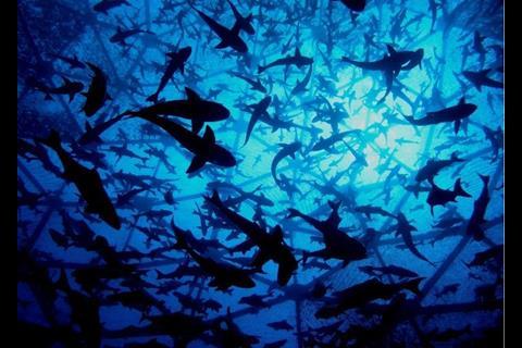 Open Blue cobia farming